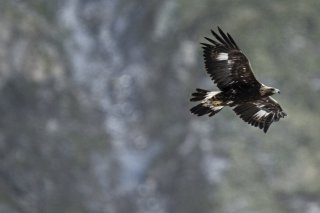 Un aigle royal dans le ciel suisse. KEYSTONE/GIAN EHRENZELLER